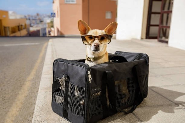 Best Dog Carriers for Safe and Comfortable Travel in the UK